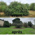 avant après taille Cotoneaster